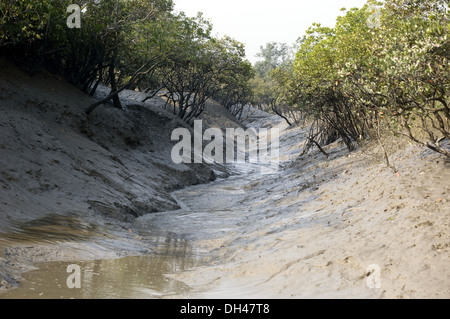 mangrove creek at Sundarbans national park west bengal calcutta kolkata India Stock Photo