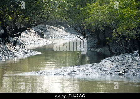 Sundarbans mangroves forest at west bengal India Stock Photo