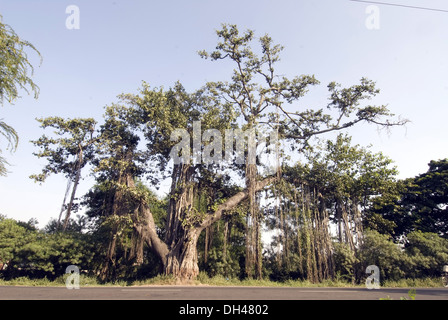 Banyan tree , Banian trees , Nashik , Maharashtra , India , Asia Stock Photo