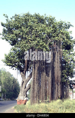 Banyan tree , Banian trees , Nashik , Maharashtra , India , Asia Stock Photo