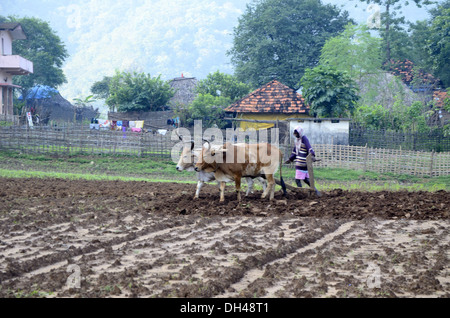Indian farmer ploughing the farm with pair of bullocks Stock Photo - Alamy