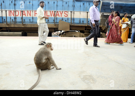 Monkey sitting on railway Platform vijayawada Andhra Pradesh India ...