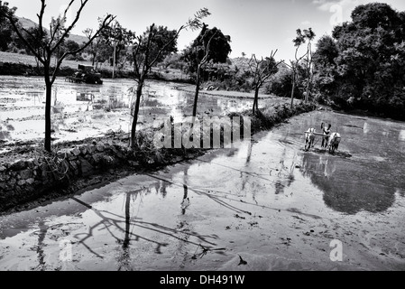 Indian farmer preparing and leveling a rice paddy field using a level pulled by indian cows. Andhra Pradesh, India. Monochrome Stock Photo
