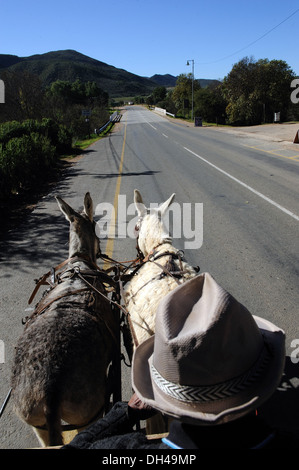 Donkey cart in south africa Stock Photo