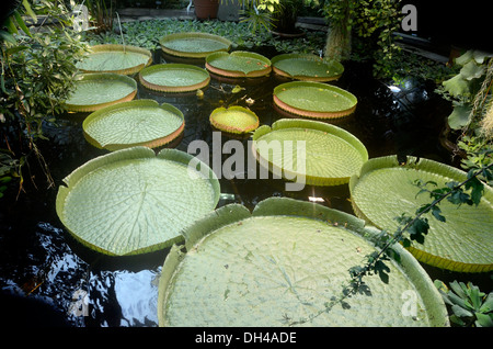 Giant Amazonas Lily Victoria House Botanical Gardens part of Natural History Museum Oslo Norway Stock Photo