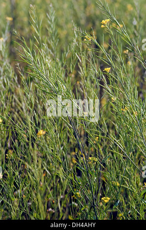 Brassica nigra plant lanja ratnagiri Maharashtra India Asia Stock Photo