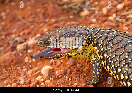 Close up of blue tongue / shingleback lizard in the wild, mouth open, tongue extended in threatening pose in Australian outback Stock Photo