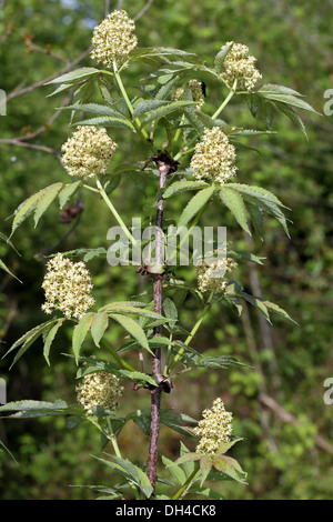Sambucus racemosa, Red Elderberry Stock Photo