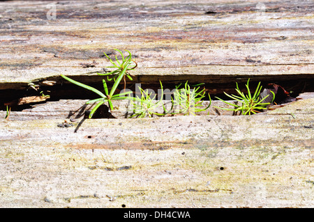 Seedlings, spruce and fir-tree in wood Stock Photo