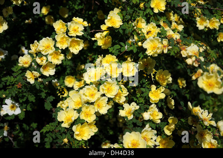 Hugos Rose Stock Photo