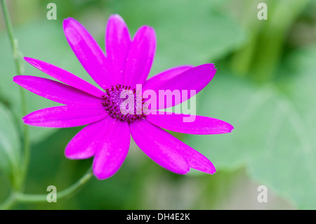 Single flower of Cineraria, Pericallis x hybrida. Stock Photo