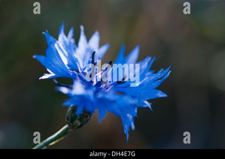 Single Cornflower, Centaurea cyanus. Stock Photo
