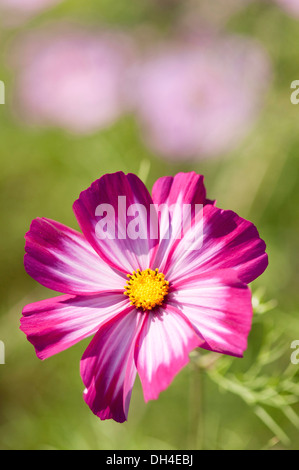 Single saucer-shaped flower of Cosmos bipinnatus Sensation Picotee with pinkish white petals irregularly edged in crimson Stock Photo