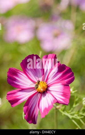 Single saucer-shaped flower of Cosmos bipinnatus Sensation Picotee with pinkish white petals irregularly edged in crimson Stock Photo