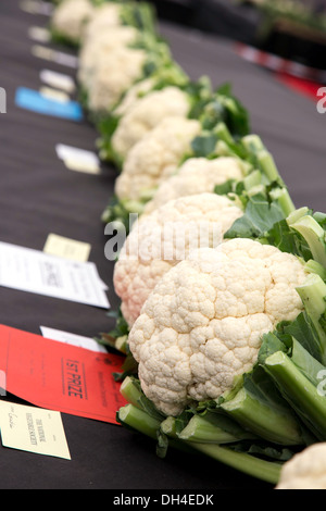 Colliflowers on display at vegetable show competition, England, UK