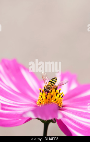 Single saucer-shaped flower of Cosmos bipinnatus Sensation Picotee with pink petals irregularly streaked with white and Stock Photo