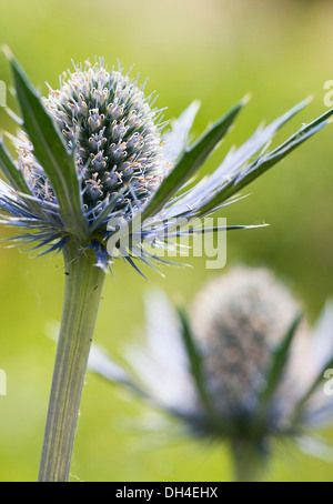 Sea holly, Eryngium x zabelii Jos Eijking. Thistle-like flower heads surrounded by spiny, silvery blue bracts. Stock Photo