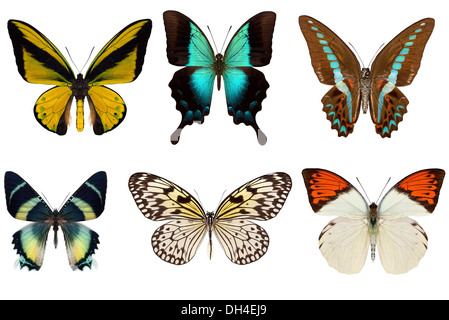 Many different beautiful butterflies on white background Stock Photo