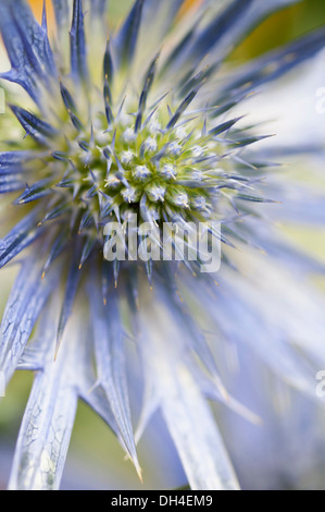 Sea holly, Eryngium zabelii Big Blue, Close view of thistle-like flower head surrounded by silvery blue bracts. Stock Photo