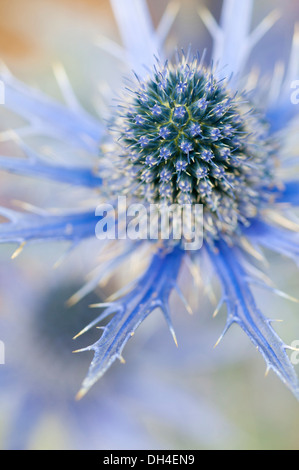 Sea holly, Eryngium zabelii Big Blue, Close view of thistle-like flower head surrounded by silvery blue bracts. Stock Photo
