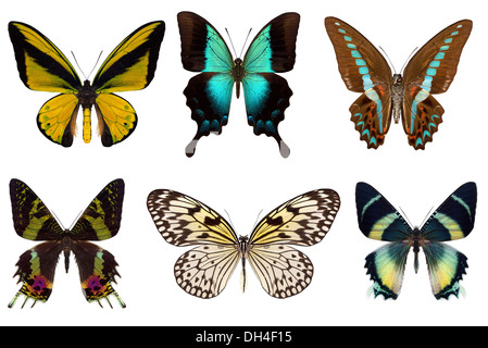 Many different beautiful butterflies on white background Stock Photo