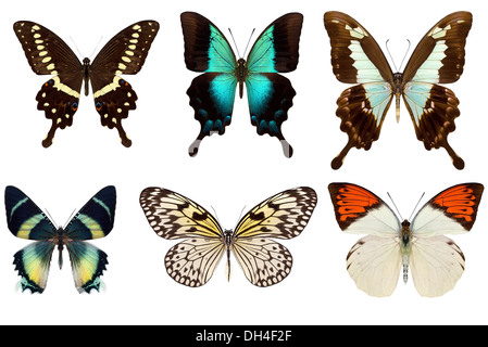 Many different beautiful butterflies on white background Stock Photo