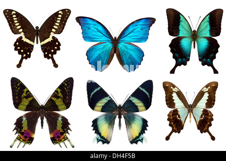 Many different beautiful butterflies on white background Stock Photo