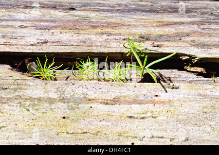 Spruce and fir grow in wood Stock Photo