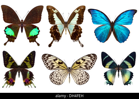 Many different beautiful butterflies on white background Stock Photo