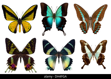 Many different beautiful butterflies on white background Stock Photo