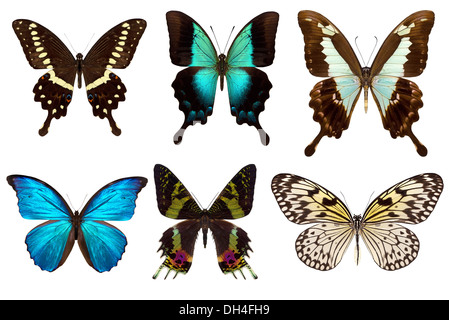 Many different beautiful butterflies on white background Stock Photo