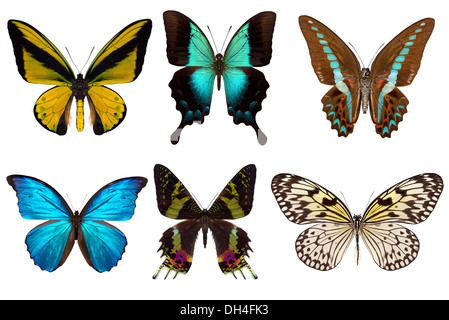 Many different beautiful butterflies on white background Stock Photo