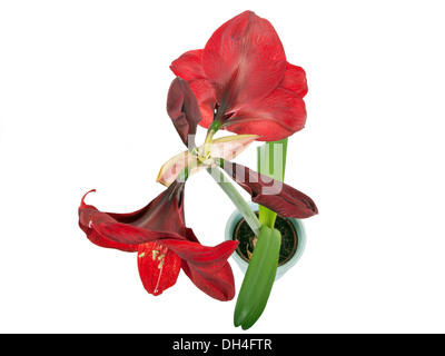 red amaryllis in pot isolated on white background - above view Stock Photo