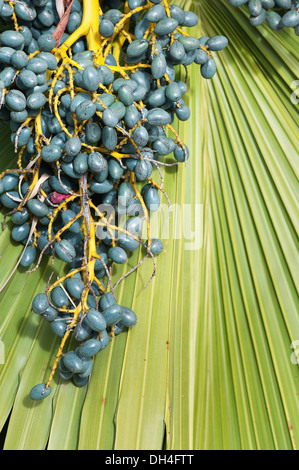 Chinese fan palm, Livistona chinensis. Large, loose cluster of berry-like black fruits on branched stem against fan-shaped leaf. Stock Photo