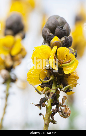 Popcorn bush, Senna didymobotrya. Spikes of yellow flowers opening from dark, blackish brown buds. Stock Photo
