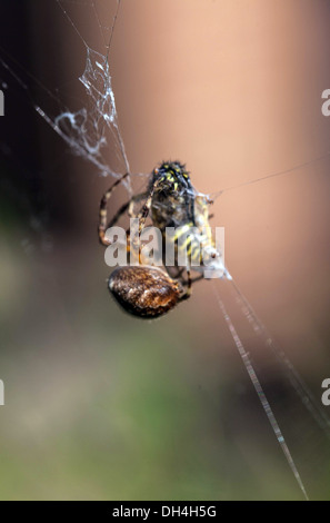 Bee caught in spiderweb Stock Photo