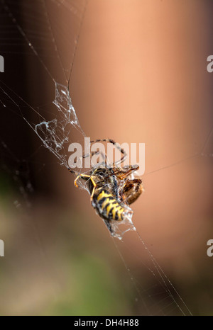 Bee caught in a spiderweb Stock Photo