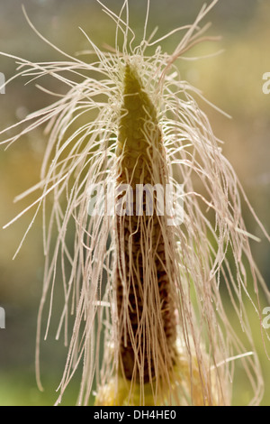 Sweetcorn, Zea mays. Corn cob with protruding hair-like threads. Stock Photo