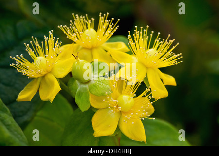 St Johns wort Hidcote. Cluster of bright yellow flowers with prominent stamens. Stock Photo