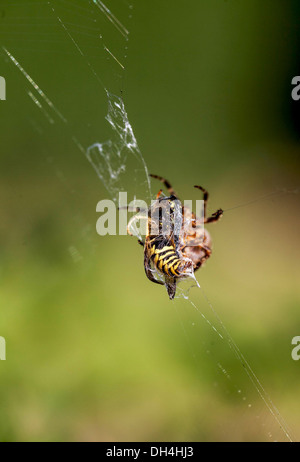 Bee caught in spiderweb Stock Photo