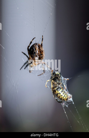 Bee caught in spiderweb Stock Photo