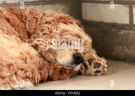 red dog of breed American Cocker Spaniel plays in garden on green grass, well-groomed lawn Stock Photo