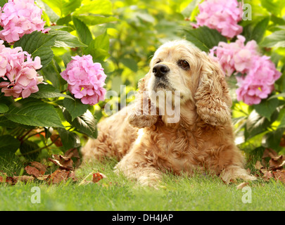 red dog of breed American Cocker Spaniel plays in garden on green grass, well-groomed lawn Stock Photo