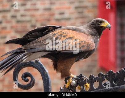 Harris Hawk with his eyes in the falconer Stock Photo