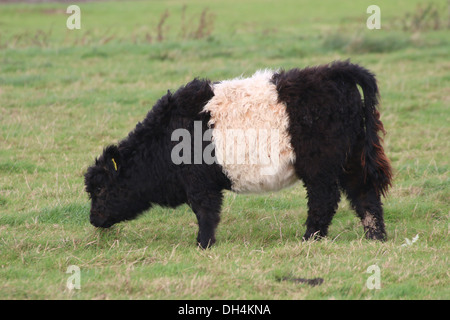 Belted Galloway cattle Stock Photo