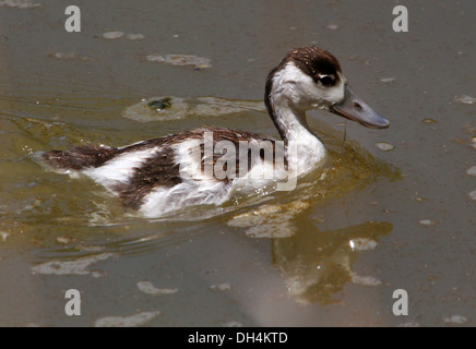 Juvenile common Shelduck (Tadorna Tadorna) swimming & foraging Stock Photo