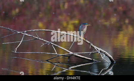 A Green Heron at rest while perched on a branch coming out of the water with colorful autumn reflections Stock Photo