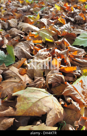 dead leaves of autumn forming a carpet on the ground Stock Photo