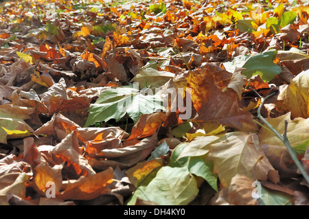 leaves litter on the ground with autumn colors Stock Photo
