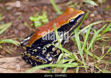 Fungoid frog Raigad Maharashtra India Asia Stock Photo